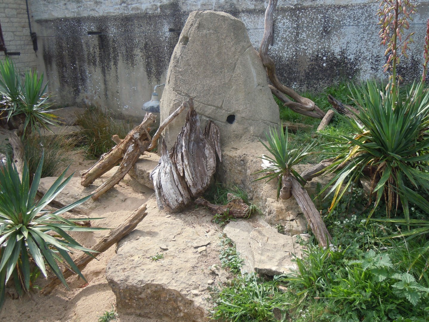 Walled Garden - Yellow mongoose enclosure 120920