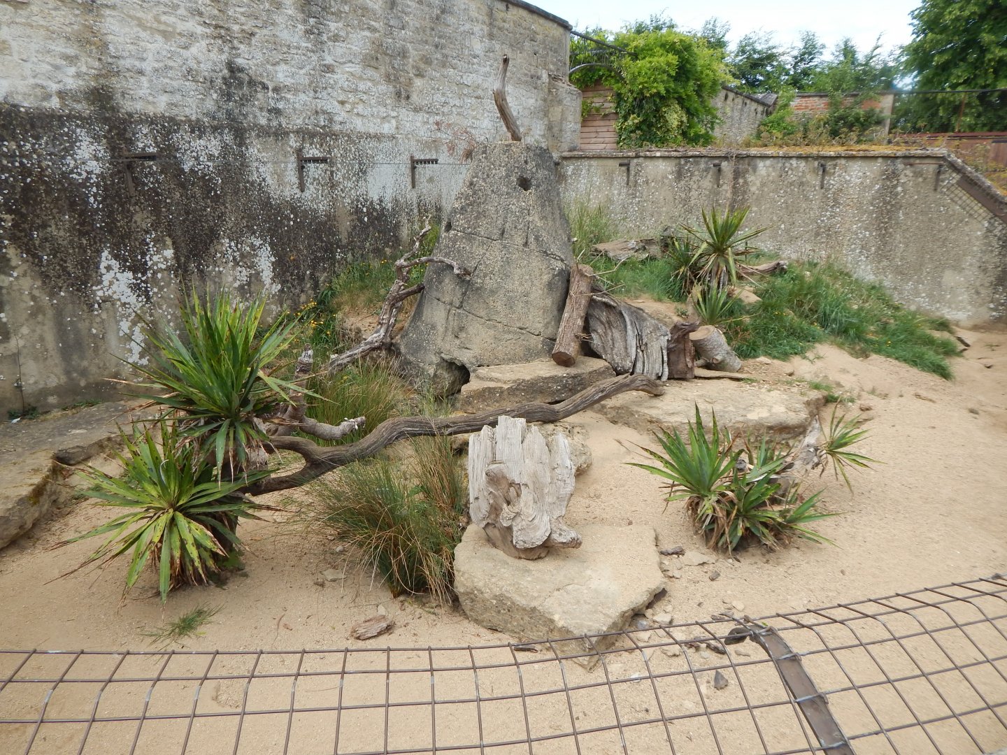 Walled Garden - Yellow mongoose enclosure 310525