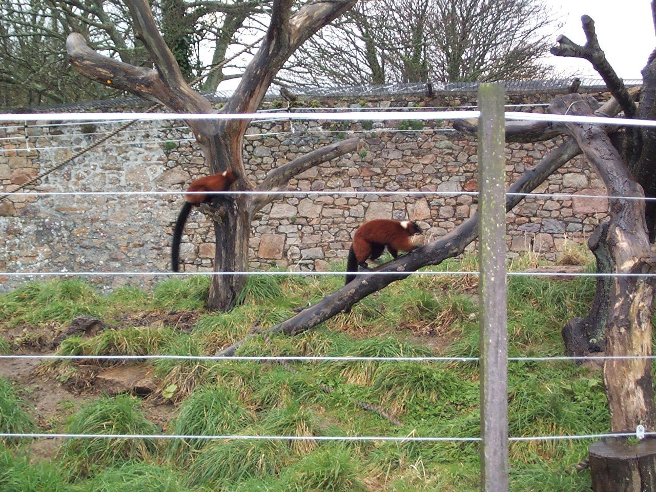 walled lemur enclosure Nov 2000