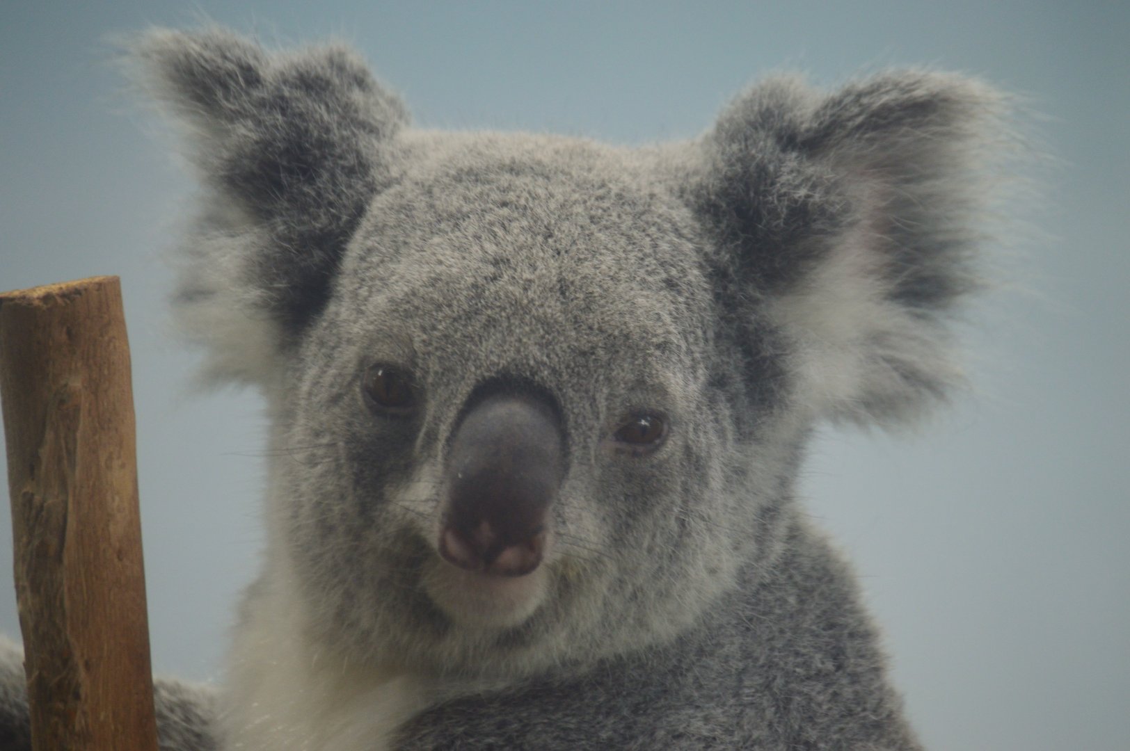 Walleroo Station - Koala