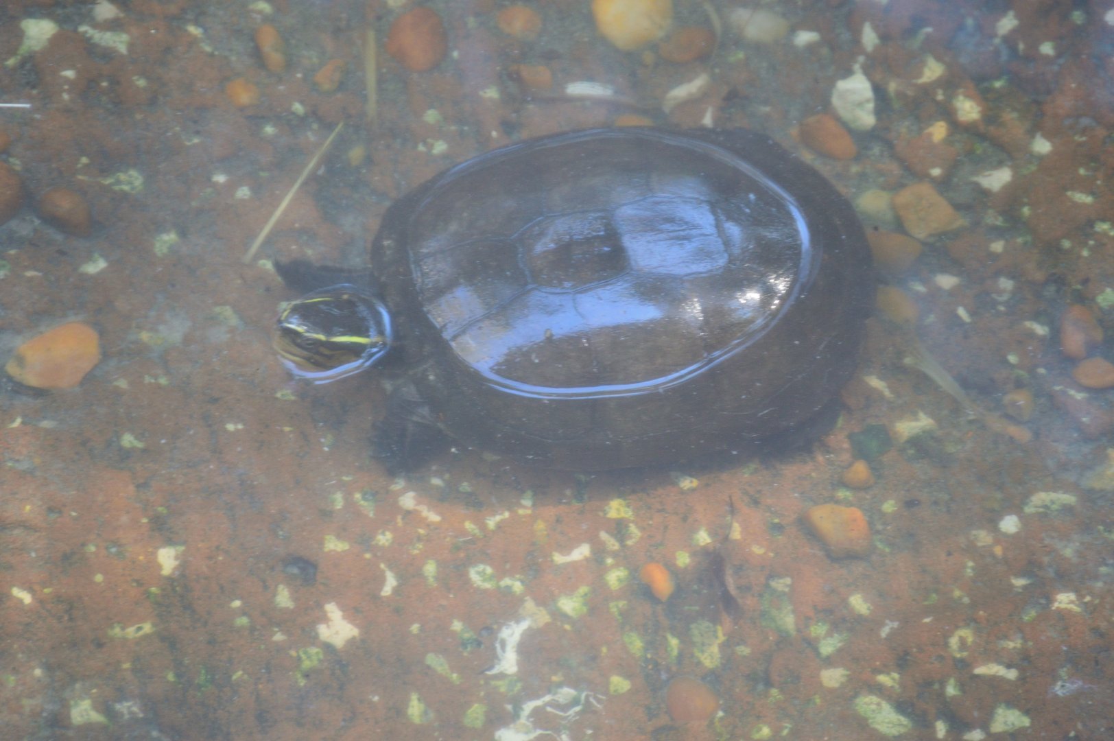 Walleroo Station - Malayan Box Turtle