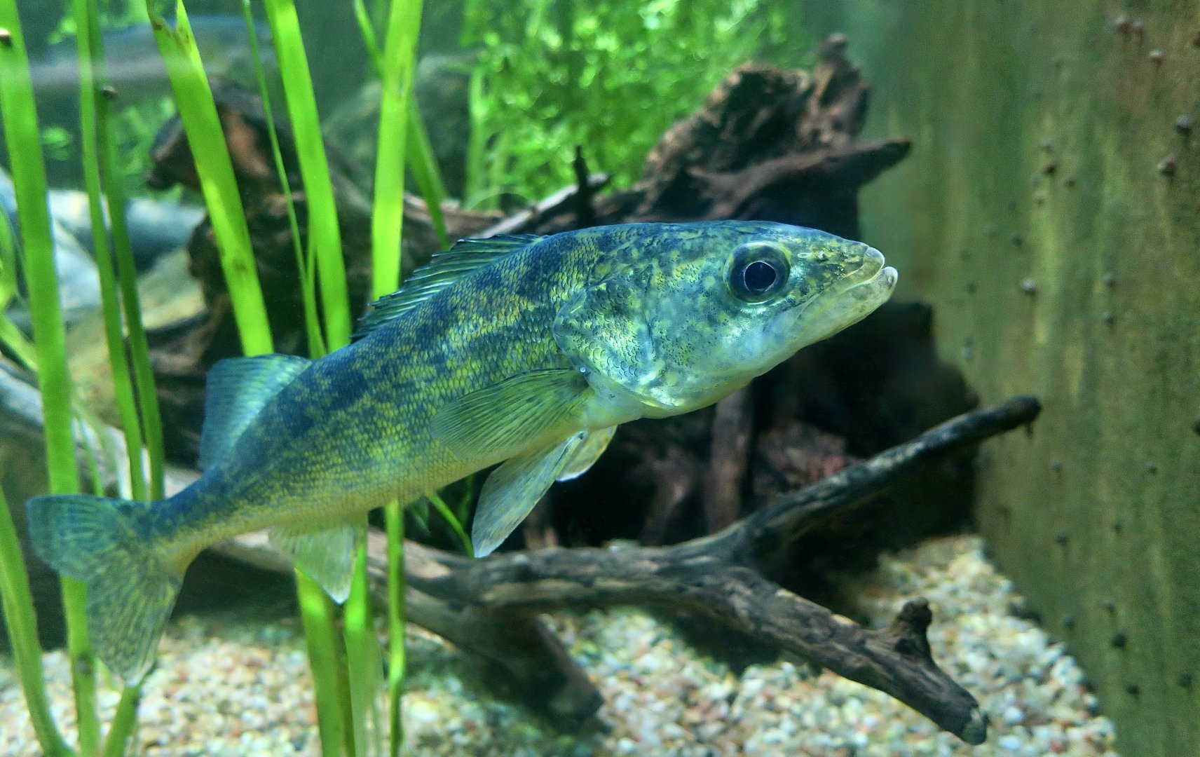 Walleye (Sander vitreus)