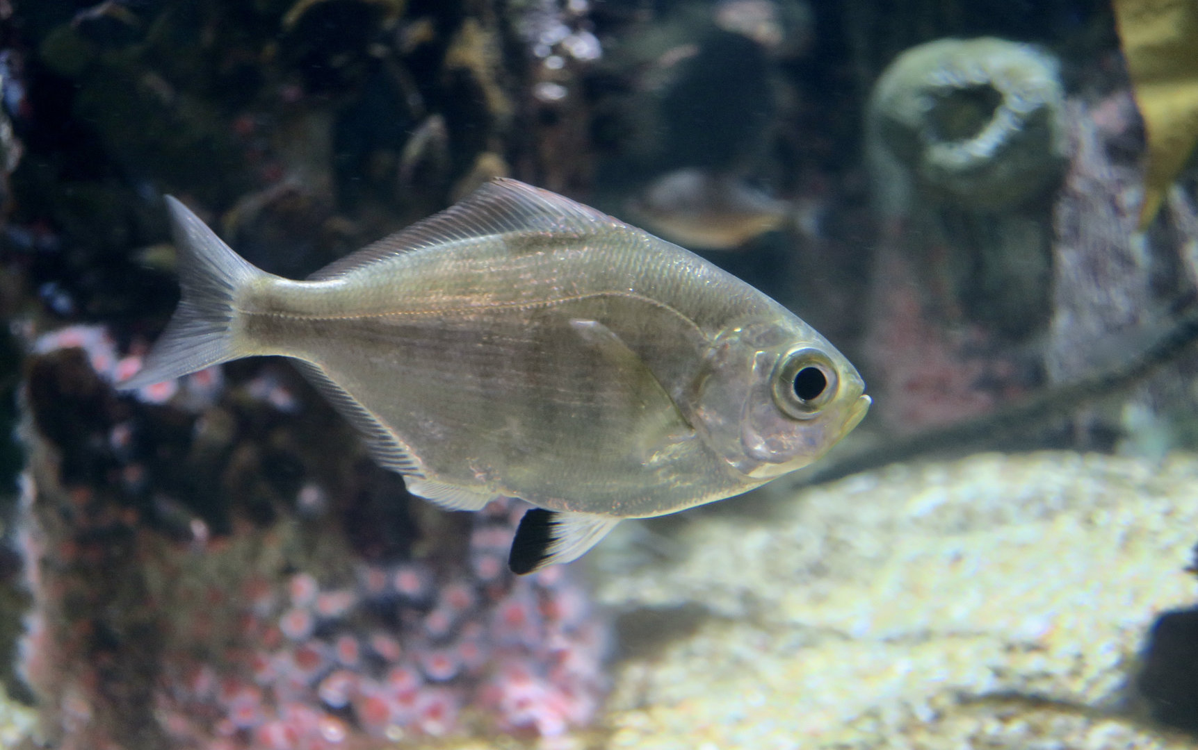 Walleye Surfperch (Hyperprosopon argenteum)