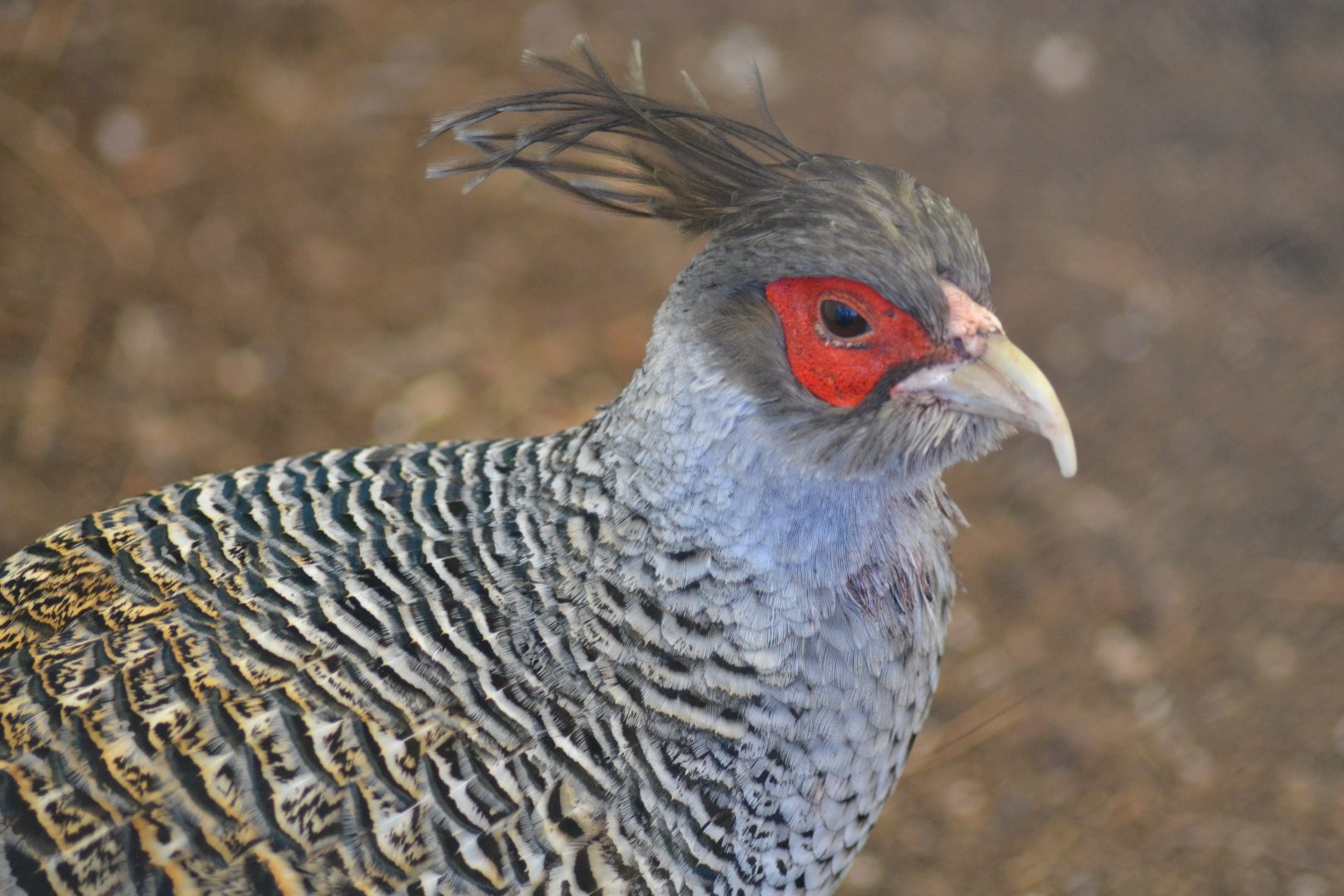Wallich's pheasant - Catreus wallichii