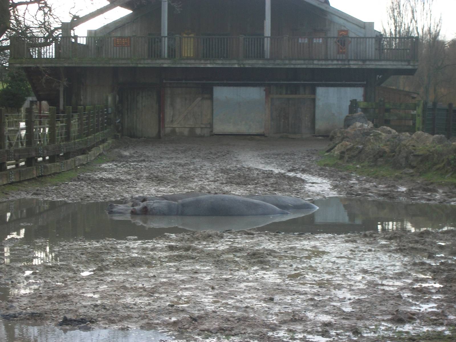 Wallow formed in Hippopotamus exhibit 4th January 2013