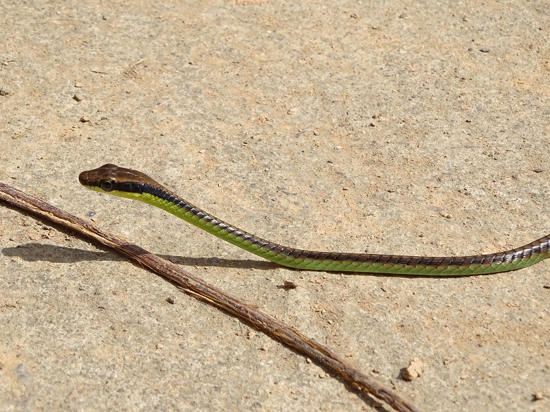 Walls' bronzeback (Dendrelaphis cyanochloris)