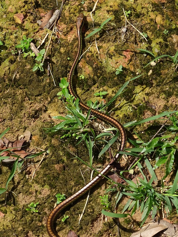 Walls' bronzeback (Dendrelaphis cyanochloris)
