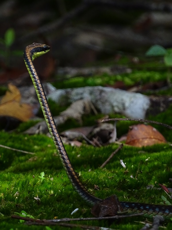 Walls' bronzeback (Dendrelaphis cyanochloris)