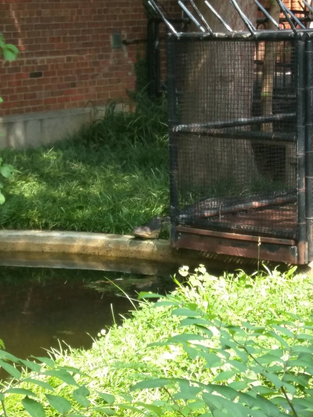 Wally the American Alligator