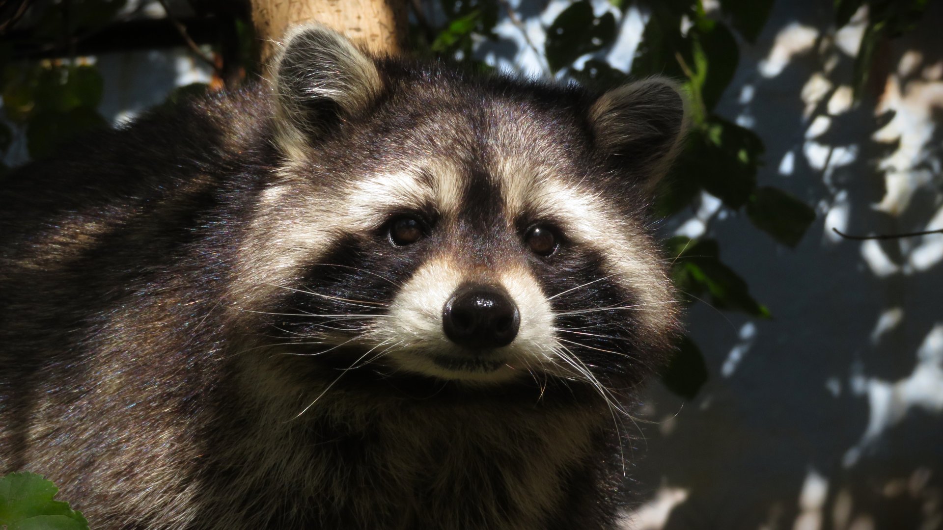 "Wally" the Northern Raccoon (Procyon lotor)