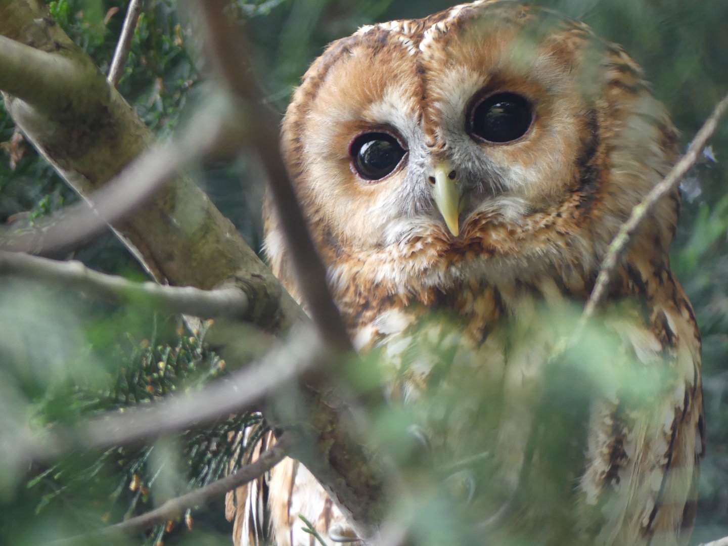 Wally the Tawny Owl
