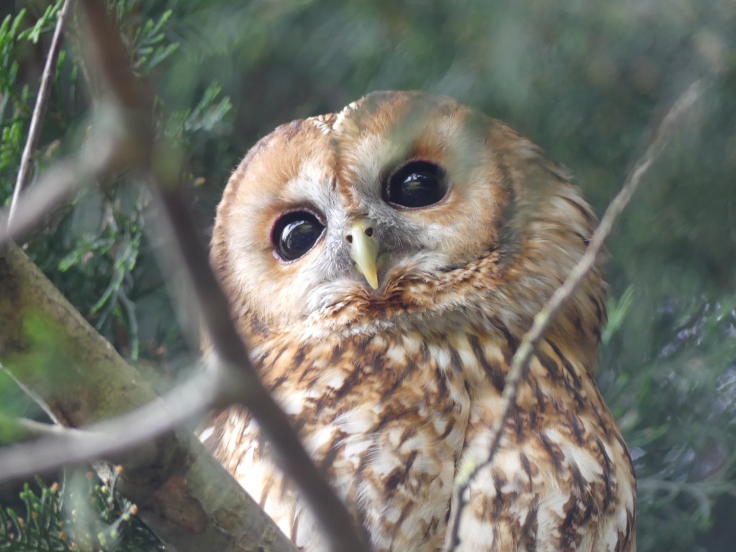 Wally the Tawny Owl