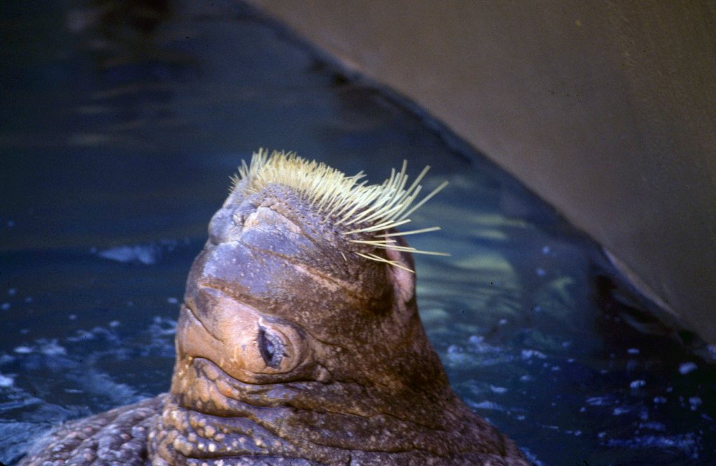 Walrus - 1981
