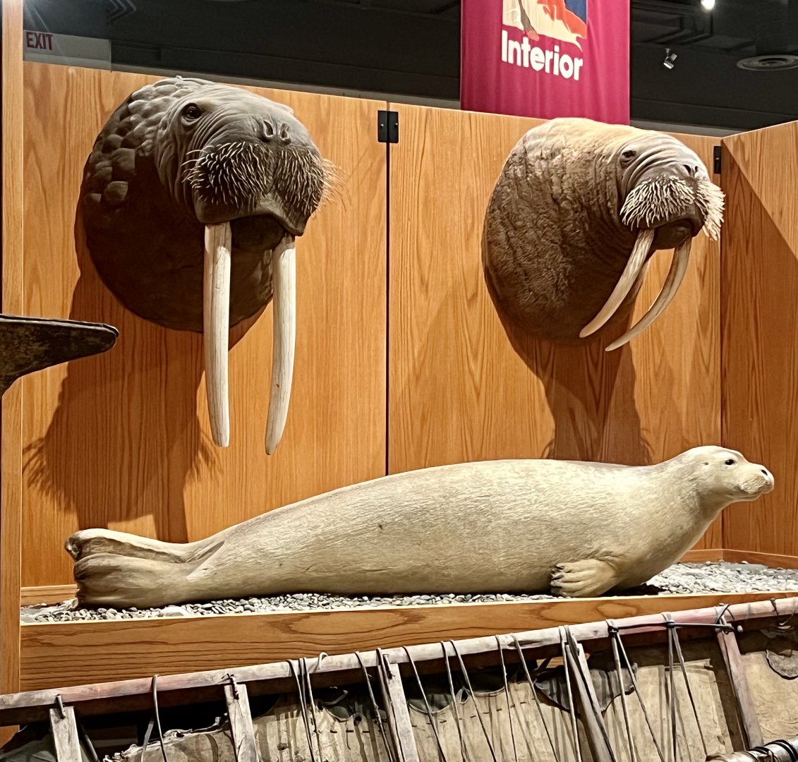 Walrus and Bearded Seal exhibit