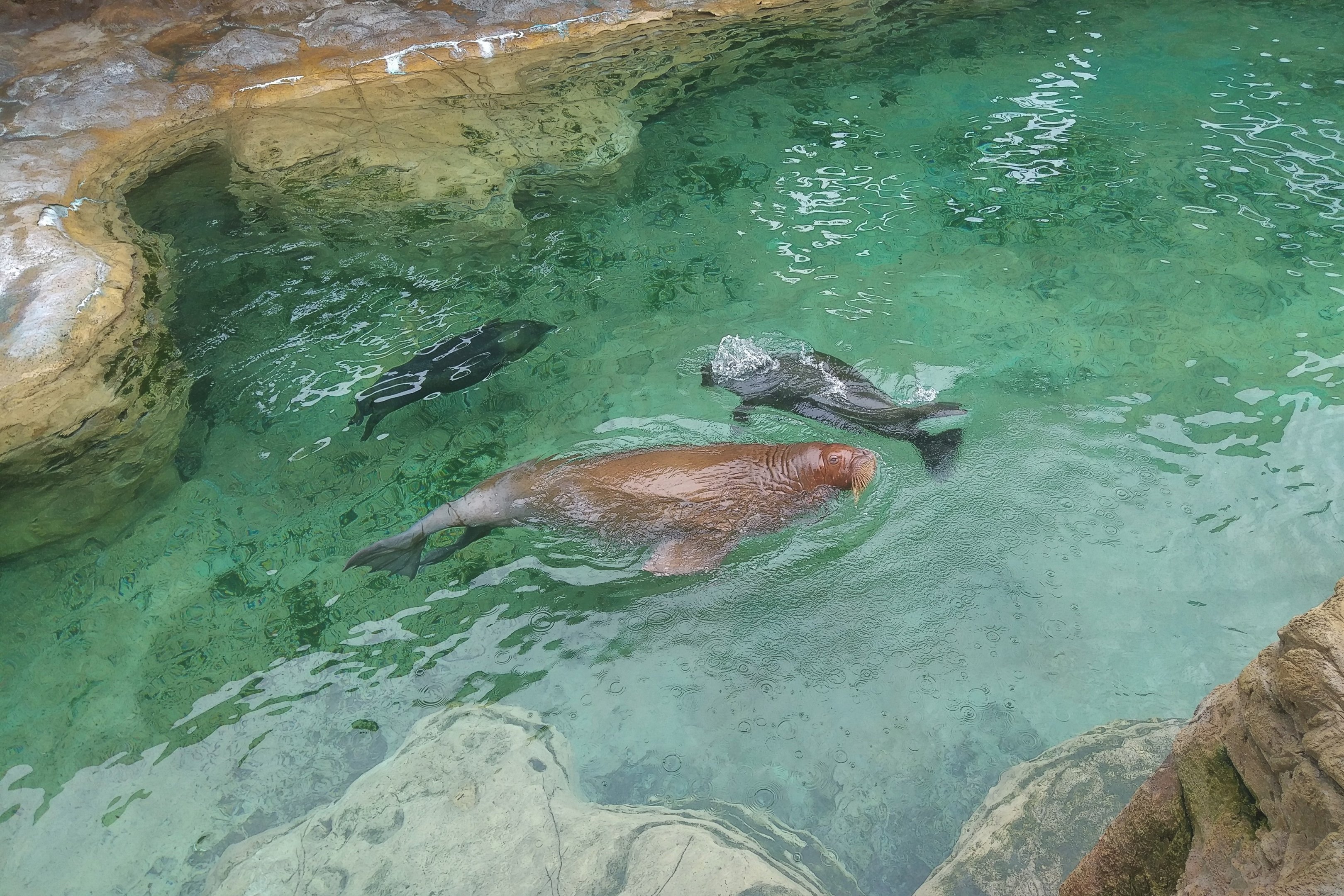 Walrus and Bearded Seals