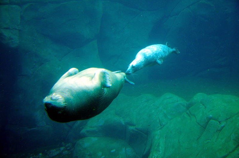 Walrus and grey seal at Hamburg