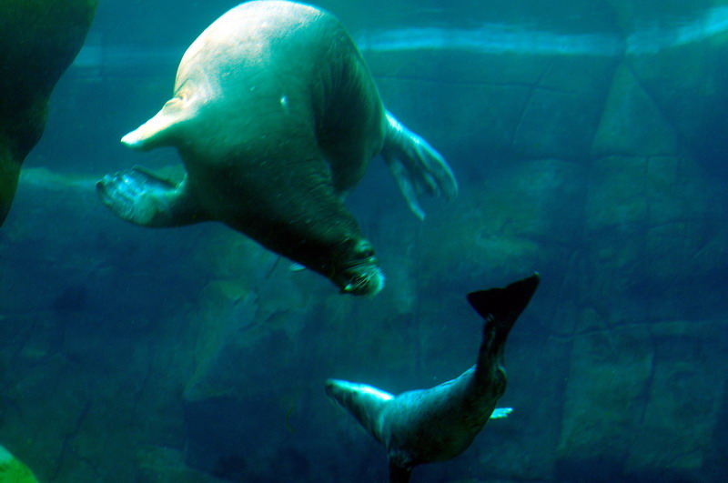 Walrus and grey seal at Hamburg