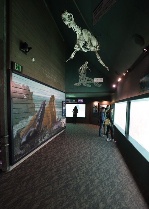 walrus and sea lion viewing