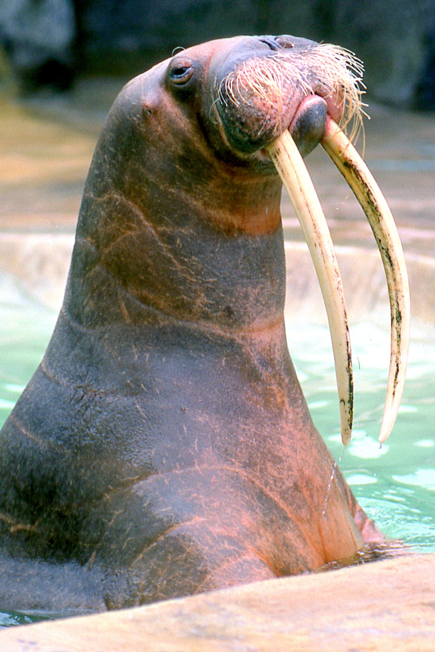 Walrus 'Antje'; Hamburg; late 1980s