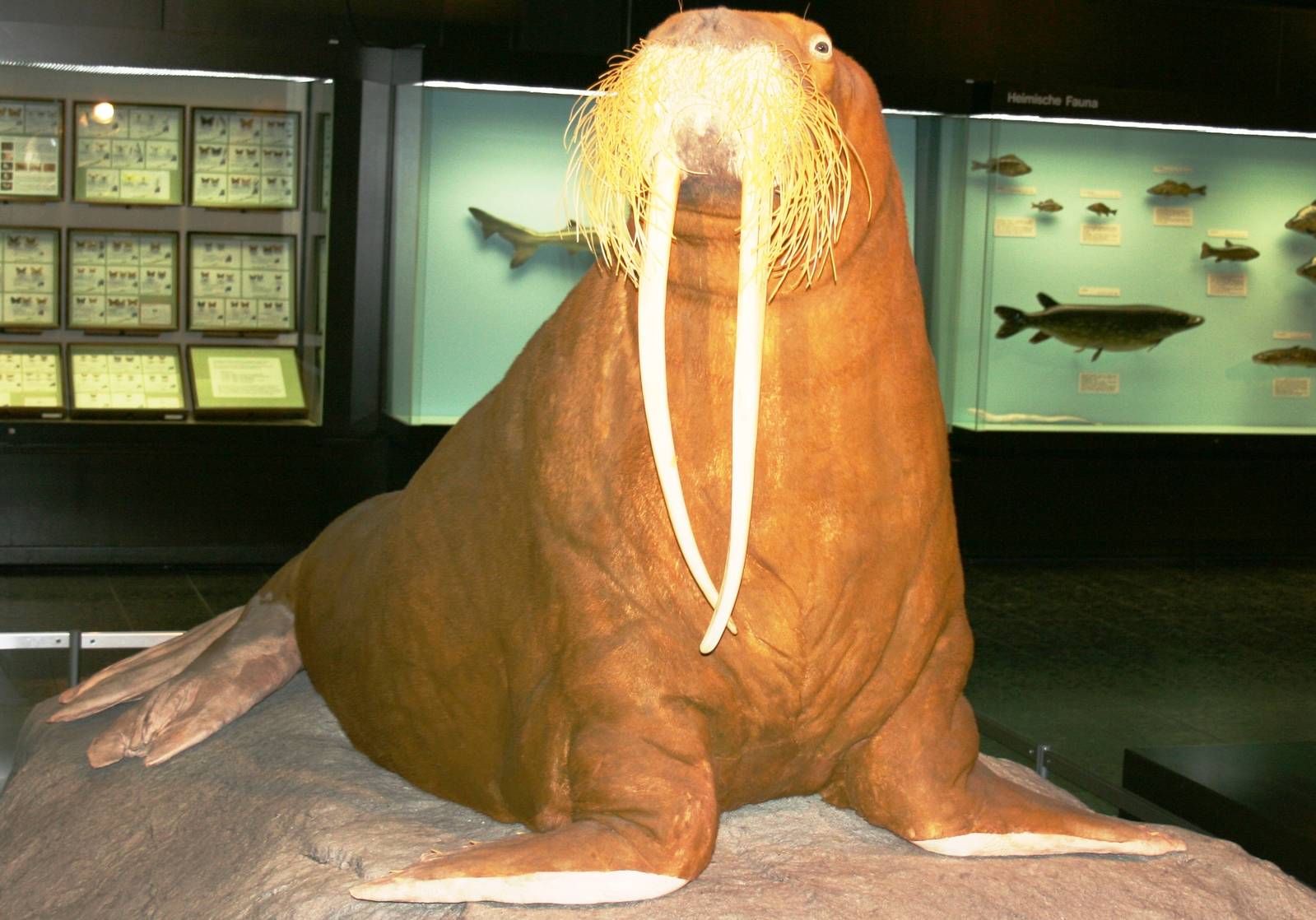 Walrus 'Antje'; Hamburg University Zoology Museum; September 2007