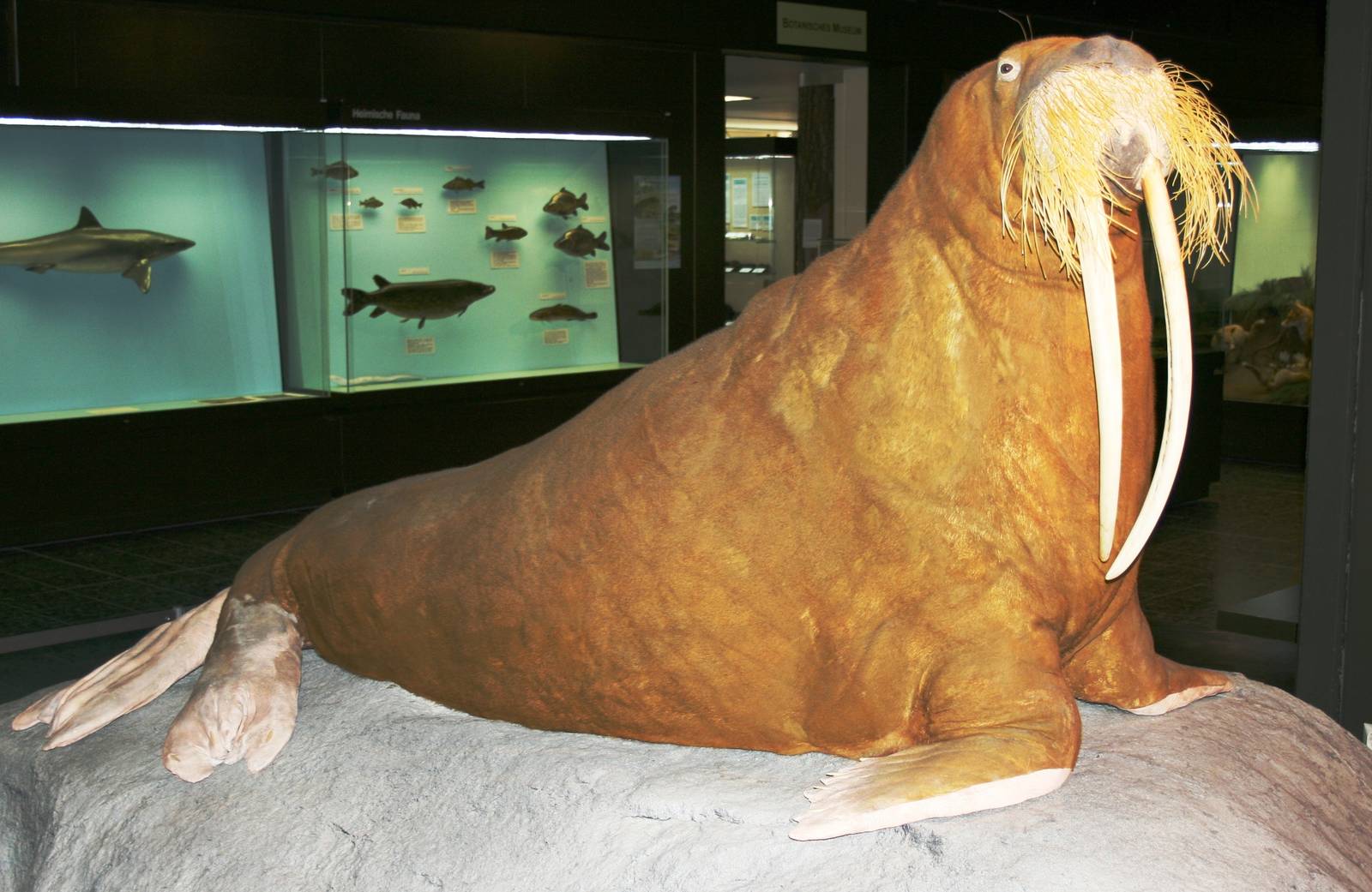 Walrus 'Antje'; Hamburg University Zoology Museum; September 2007