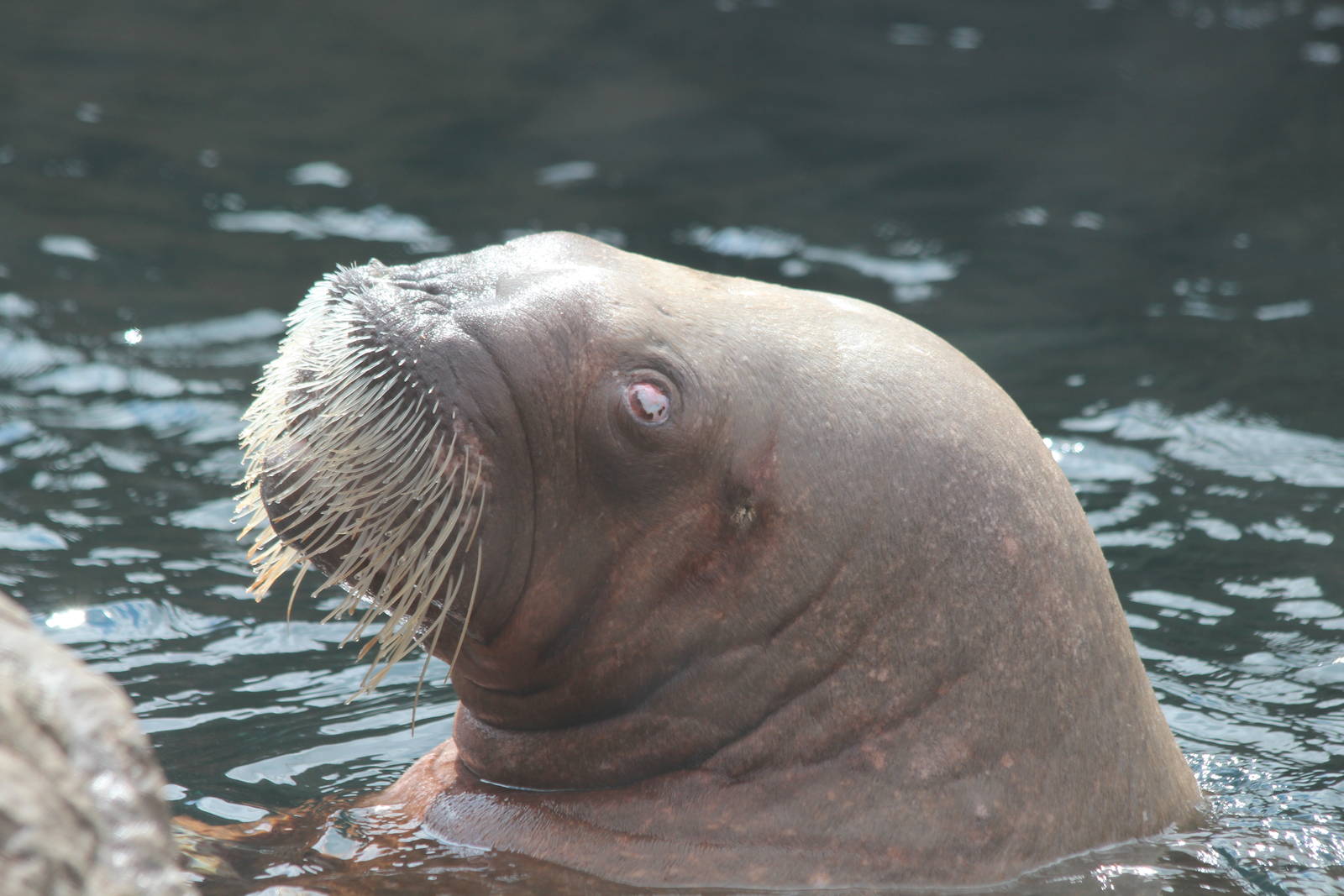 Walrus - Apr 2014