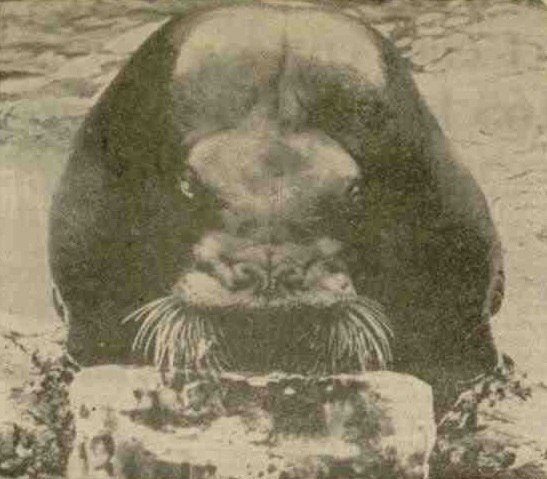 Walrus at Coney Island Aquarium