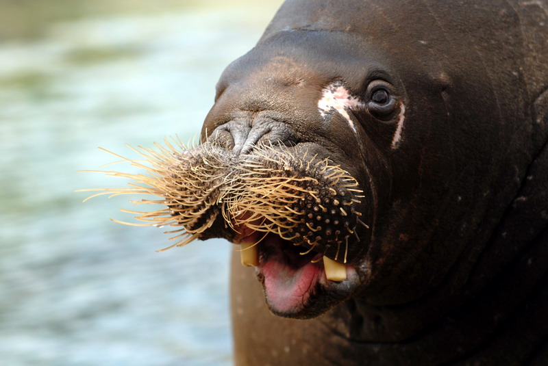 Walrus at Hamburg