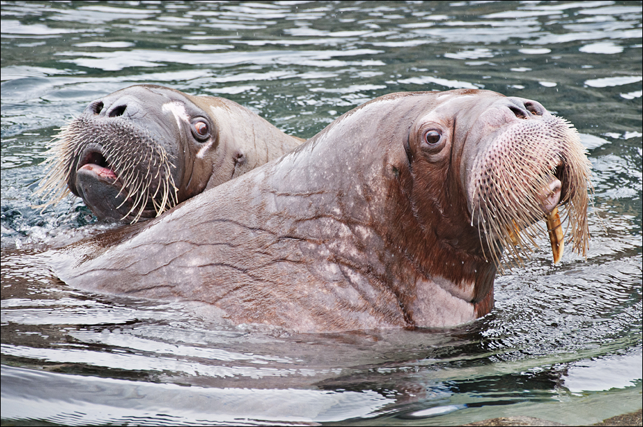Walrus at Hamburg