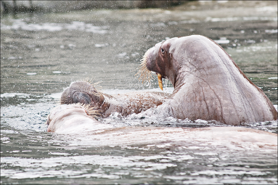 Walrus at Hamburg