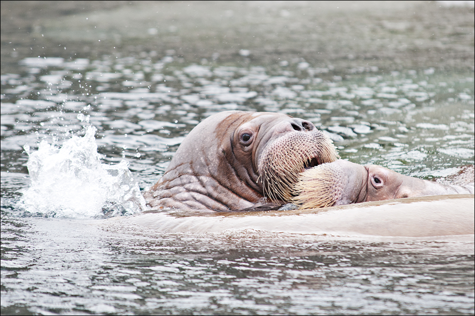 Walrus at Hamburg
