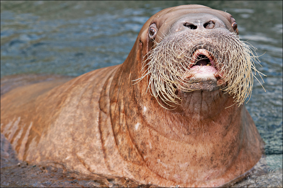 Walrus at Hamburg
