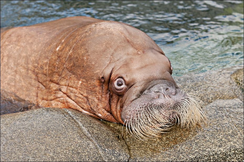 Walrus at Hamburg