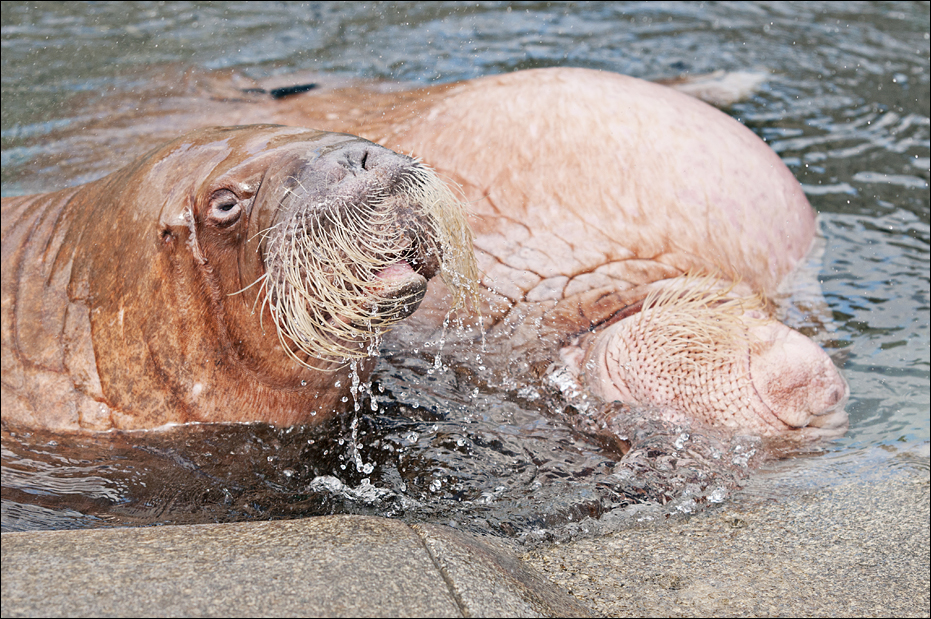 Walrus at Hamburg