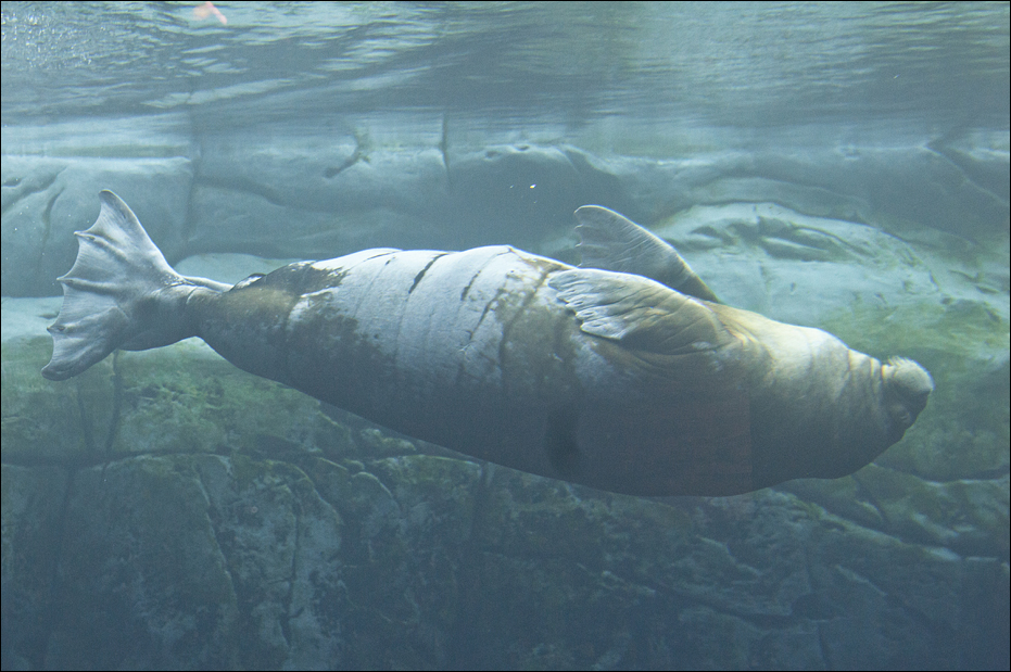 Walrus at Hamburg