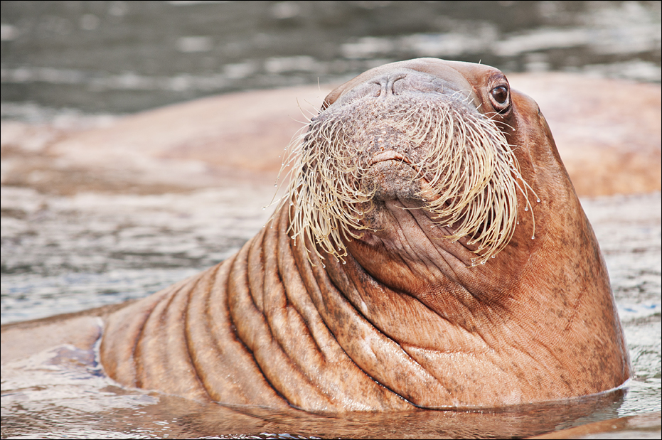 Walrus at Hamburg
