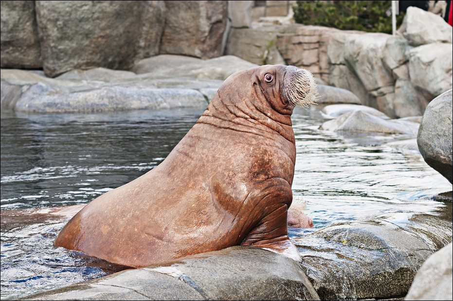 Walrus at Hamburg