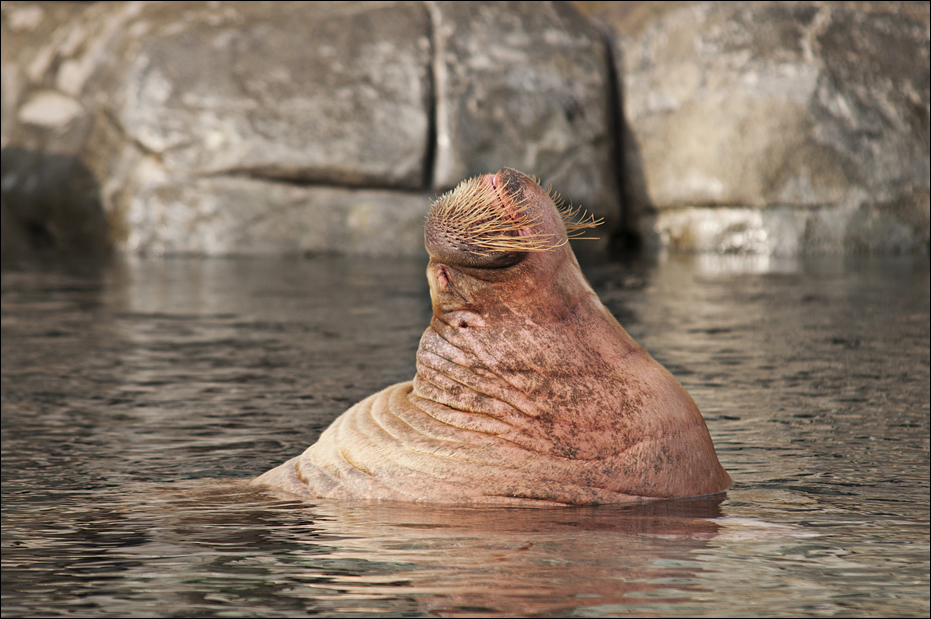 Walrus at Hamburg
