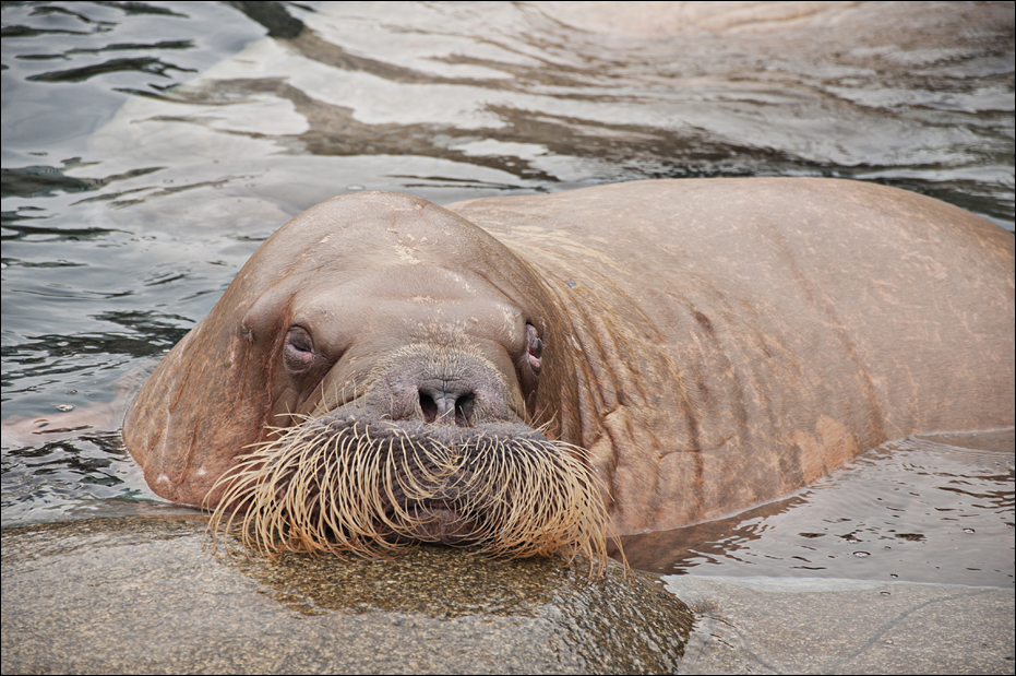 Walrus at Hamburg