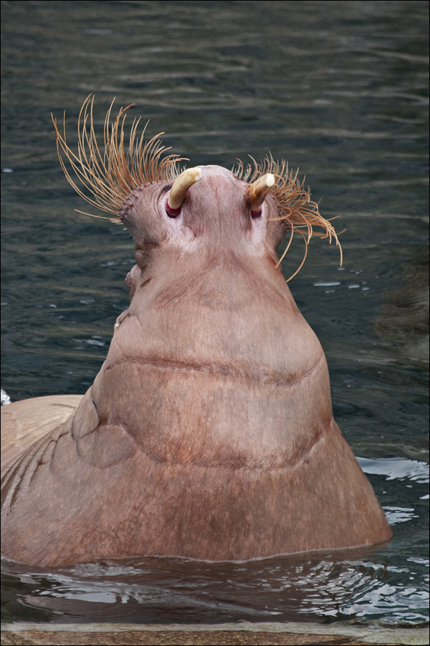 Walrus at Hamburg
