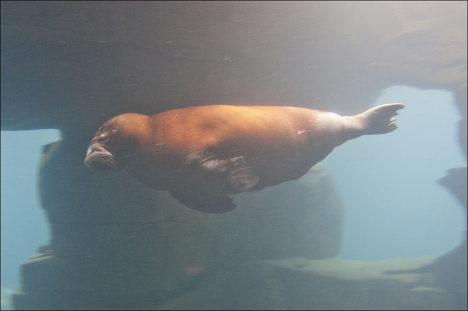 Walrus at Hamburg
