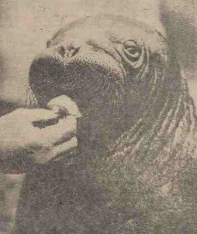 walrus at London Zoo