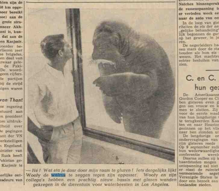walrus at Los Angeles Zoo