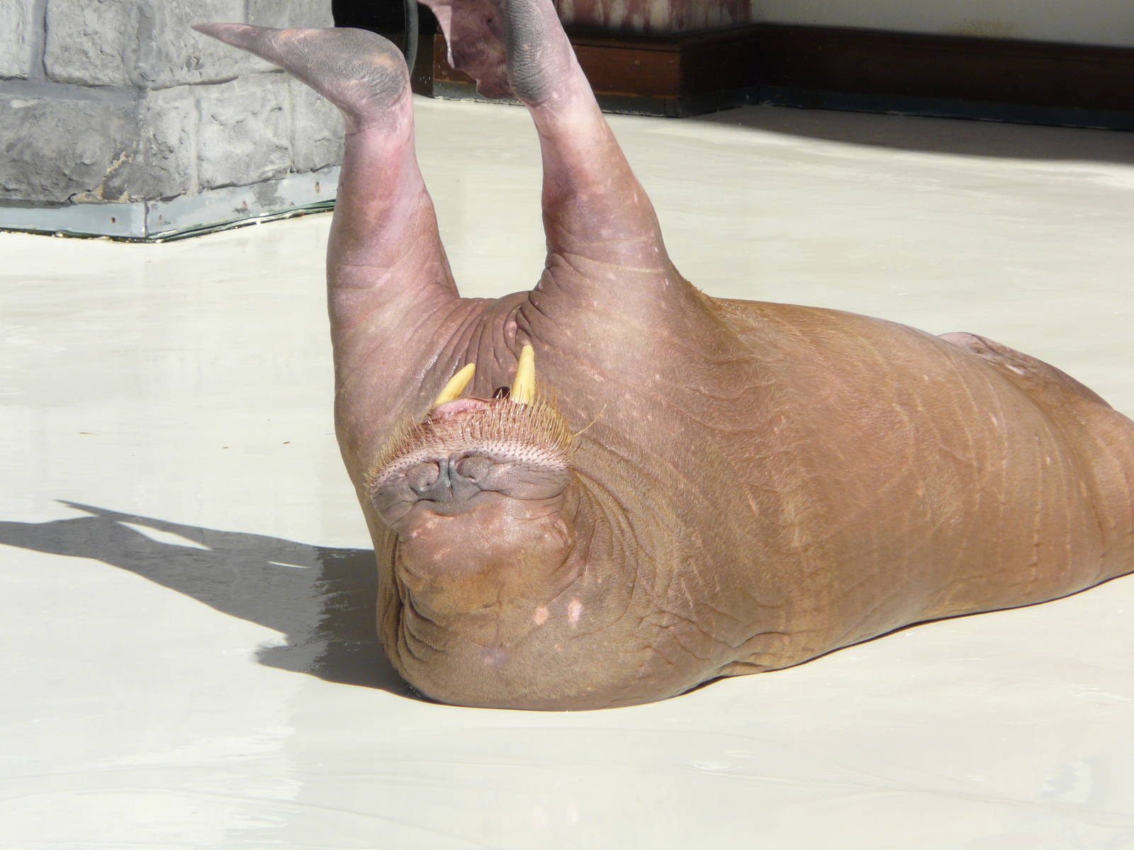 Walrus at marineland ontario