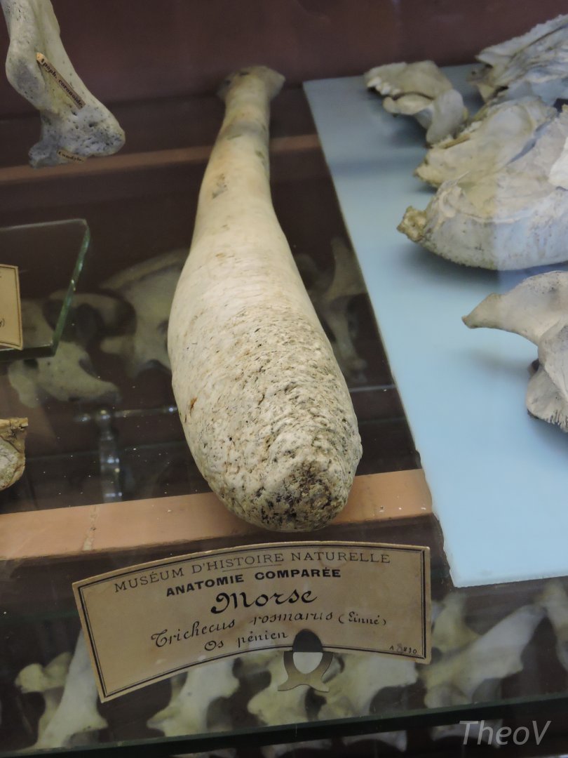 Walrus baculum [2015]