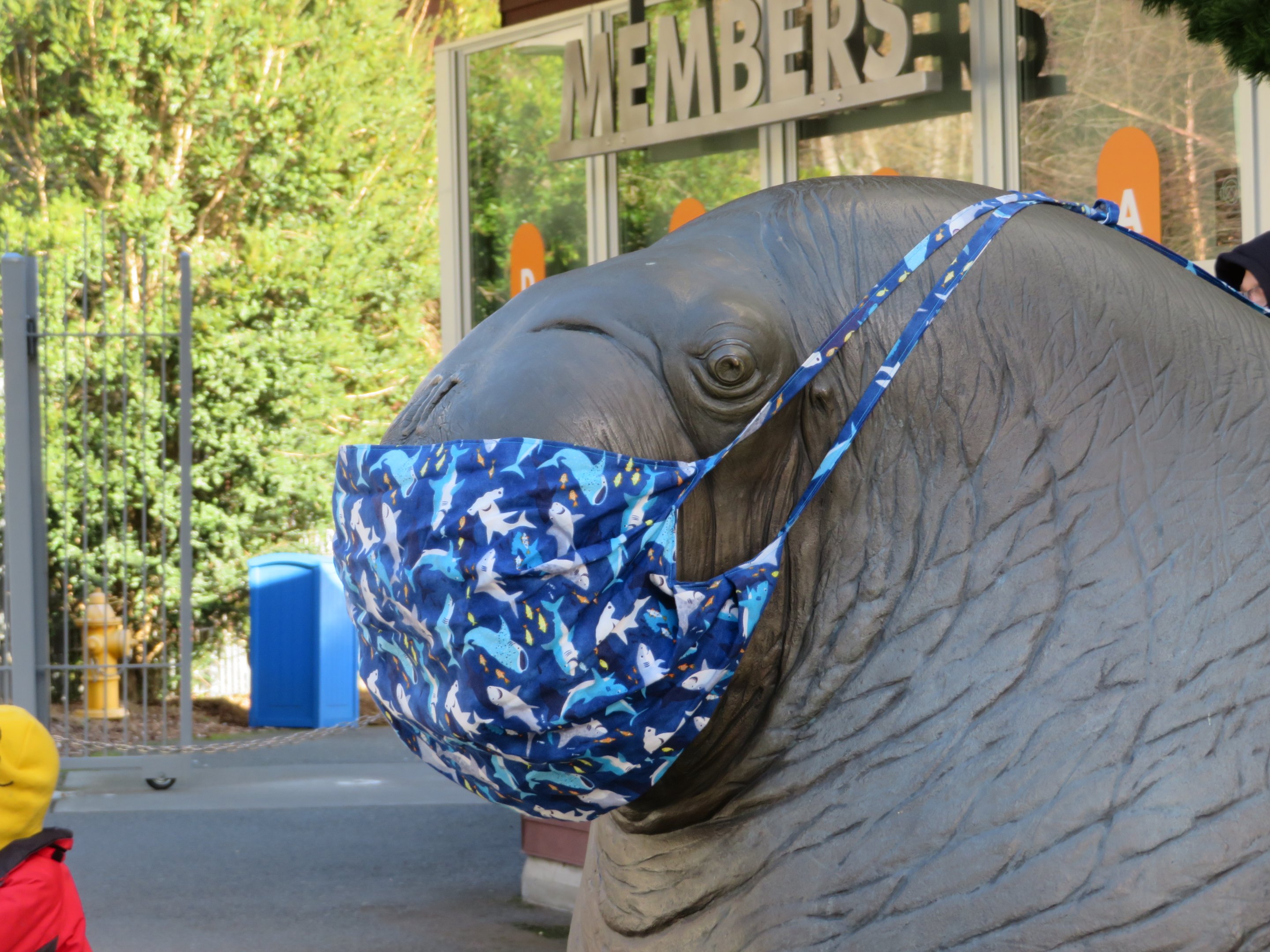 Walrus Being COVID Safe