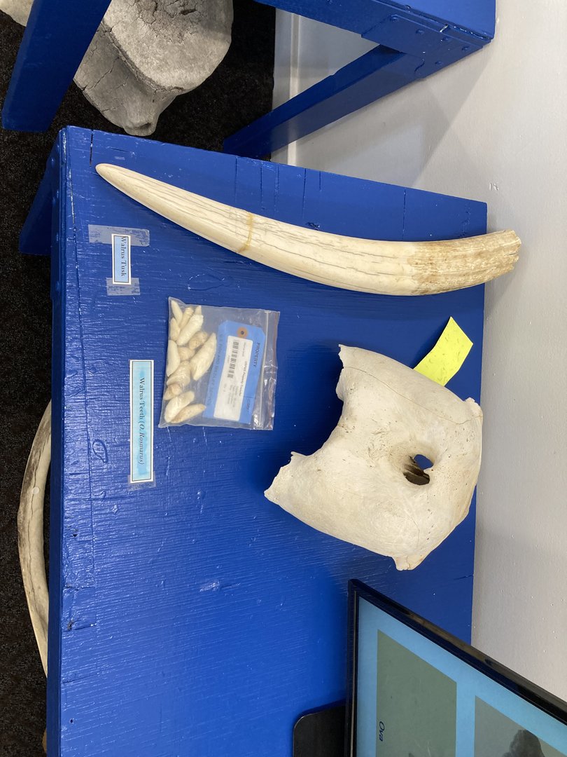 Walrus bones
