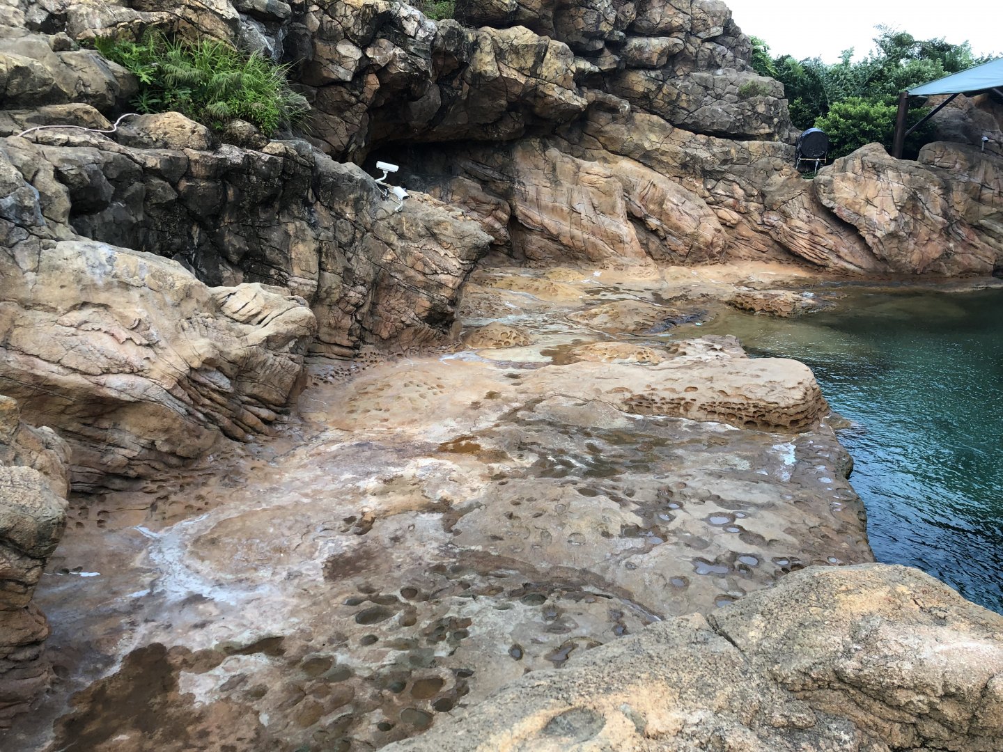 Walrus & California Sea Lion Exhibit