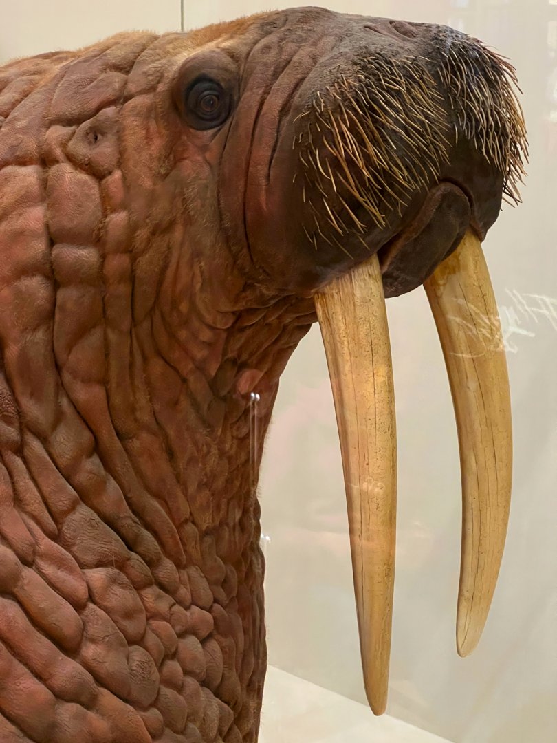 Walrus Closeup