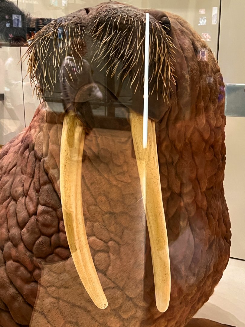 Walrus Closeup